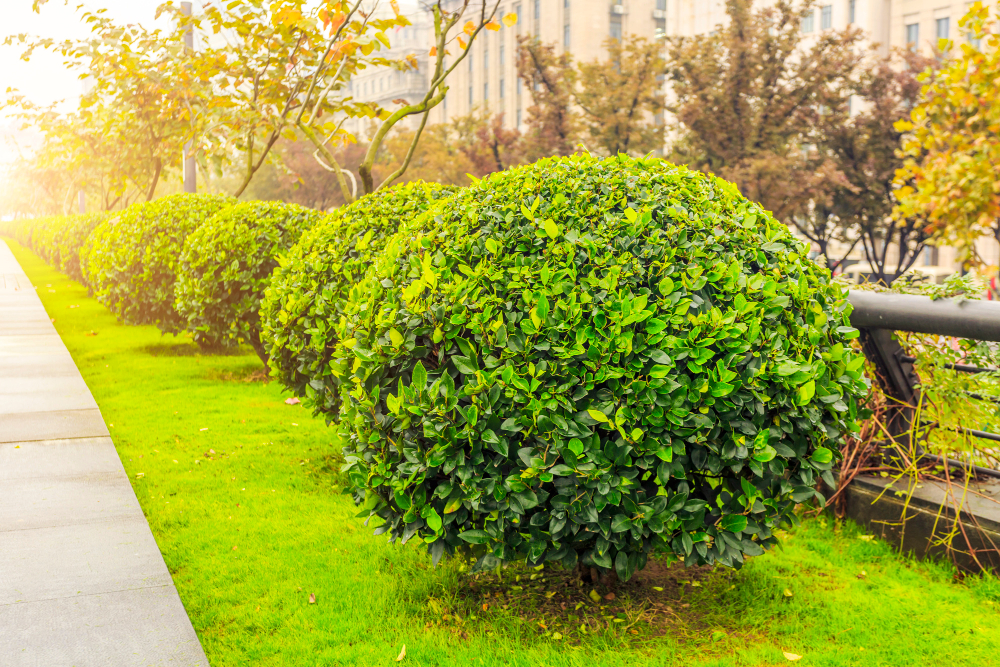 Entretien espaces verts Entretien espaces verts
